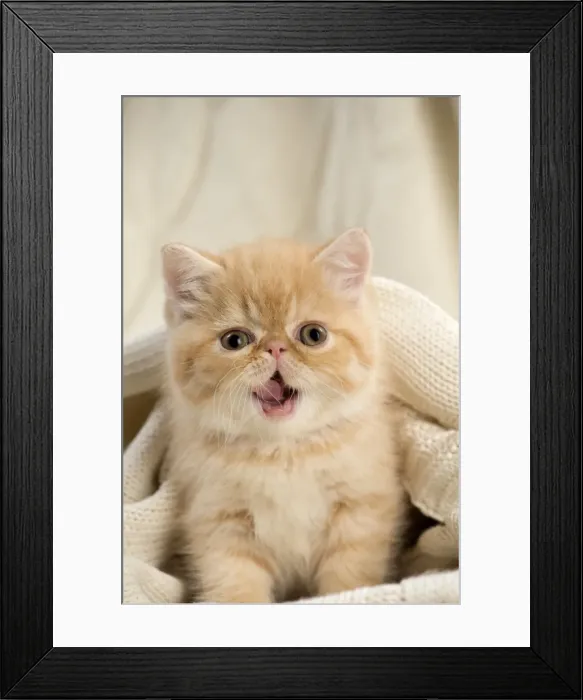 Framed Print : Picture No. 10984846 Framed Print : Picture No. 10984846