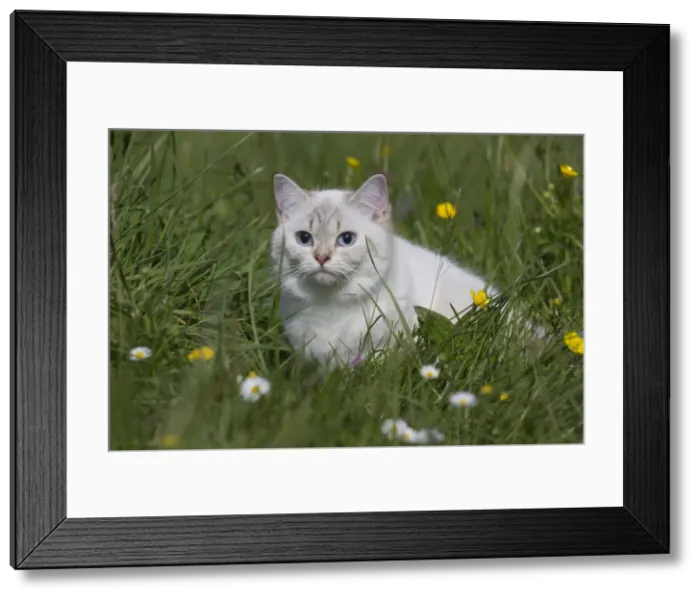 Framed Print : Picture No. 10984879 Framed Print : Picture No. 10984879