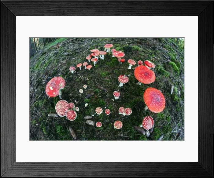 Framed Print : Picture No. 10984672 Framed Print : Picture No. 10984672
