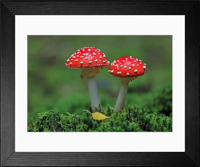 Framed Print : Picture No. 10984668 Framed Print : Picture No. 10984668