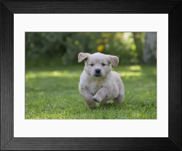 Framed Print : Picture No. 10984732 Framed Print : Picture No. 10984732