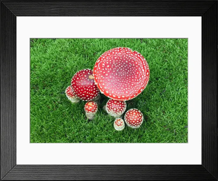 Framed Print : Picture No. 10984671 Framed Print : Picture No. 10984671