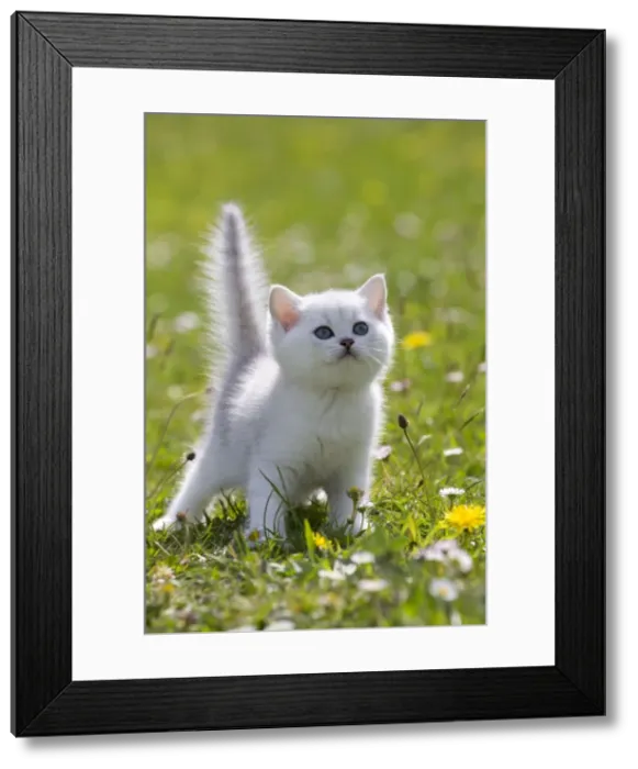 Framed Print : Picture No. 10984883 Framed Print : Picture No. 10984883