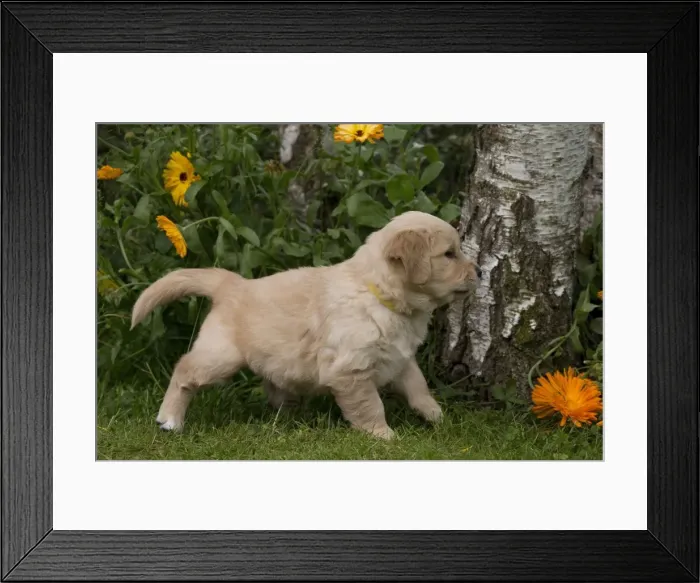 Framed Print : Picture No. 10984755 Framed Print : Picture No. 10984755