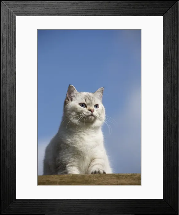Framed Print : Picture No. 10984877 Framed Print : Picture No. 10984877