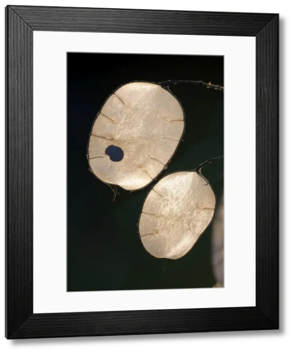 Framed Print : Picture No. 10984685 Framed Print : Picture No. 10984685