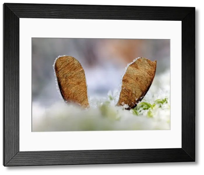 Framed Print : Picture No. 10984717