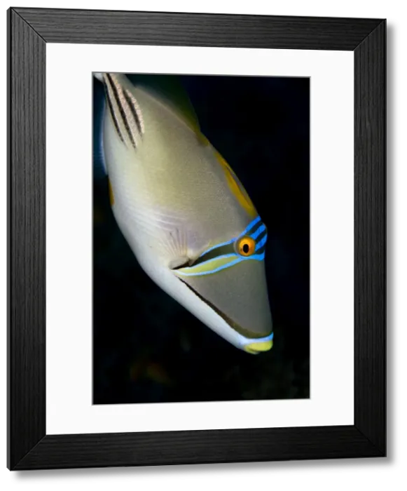 Framed Print : Picture No. 10890836 Framed Print : Picture No. 10890836