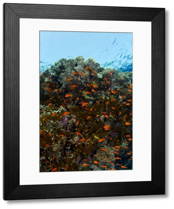 Framed Print : Picture No. 10890831 Framed Print : Picture No. 10890831