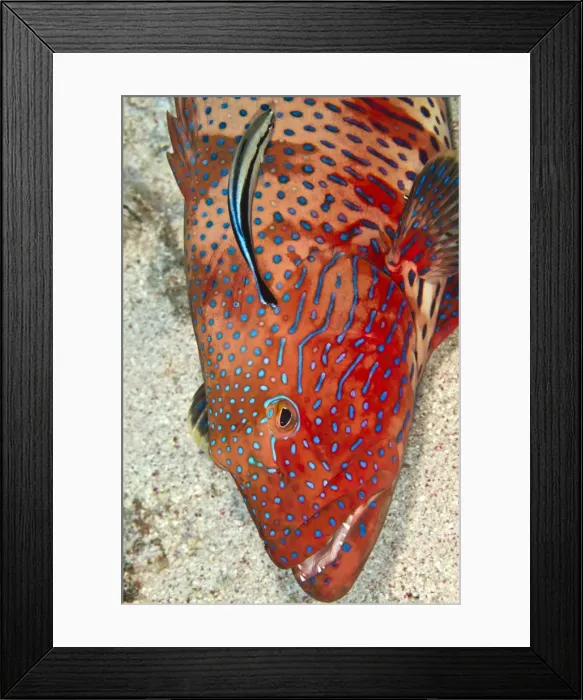 Framed Print : Picture No. 10890838 Framed Print : Picture No. 10890838