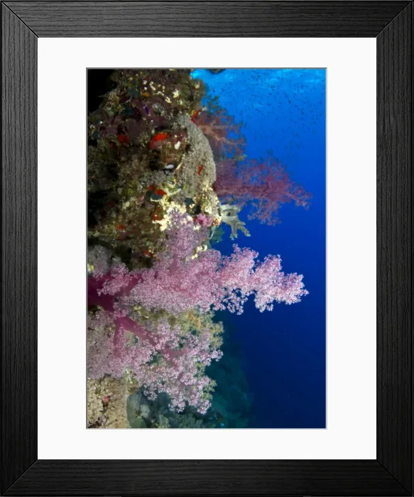Framed Print : Picture No. 10890832 Framed Print : Picture No. 10890832