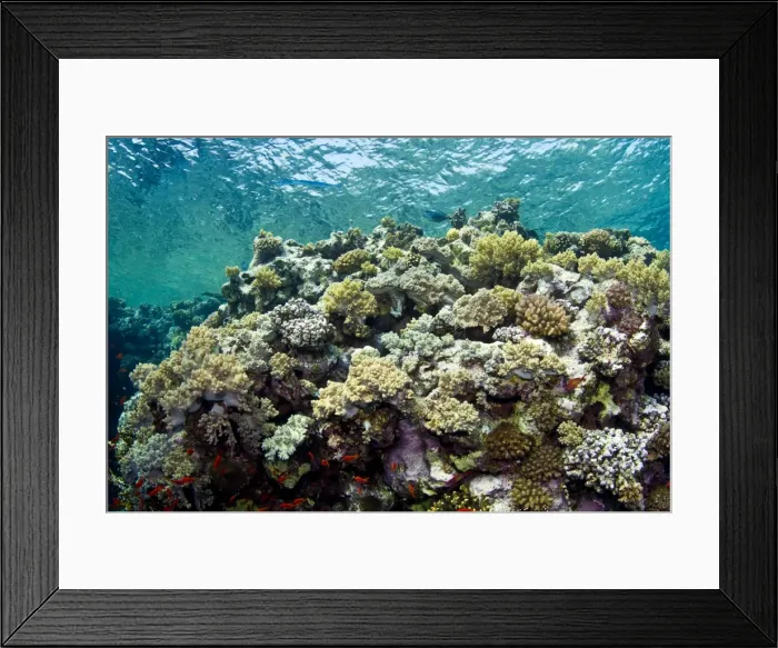 Framed Print : Picture No. 10890830 Framed Print : Picture No. 10890830