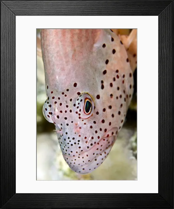 Framed Print : Picture No. 10890827 Framed Print : Picture No. 10890827