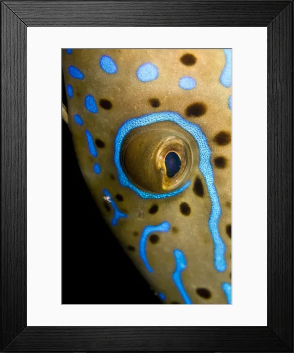 Framed Print : Picture No. 10890826