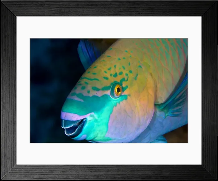 Framed Print : Picture No. 10890835 Framed Print : Picture No. 10890835