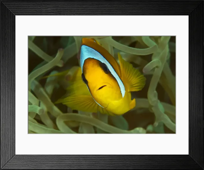 Framed Print : Picture No. 10890840 Framed Print : Picture No. 10890840