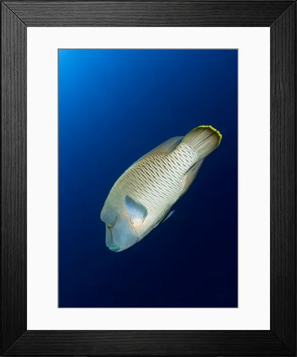 Framed Print : Picture No. 10890829 Framed Print : Picture No. 10890829