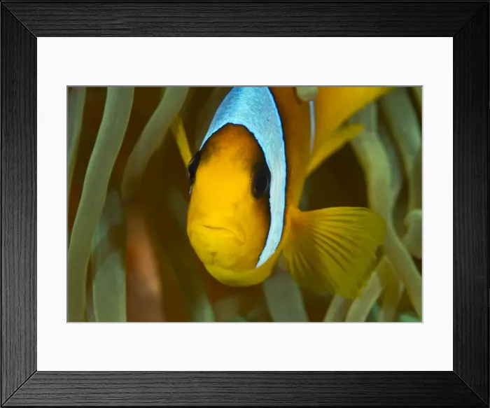 Framed Print : Picture No. 10890839 Framed Print : Picture No. 10890839