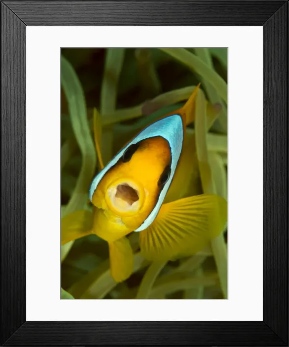 Framed Print : Picture No. 10890841 Framed Print : Picture No. 10890841