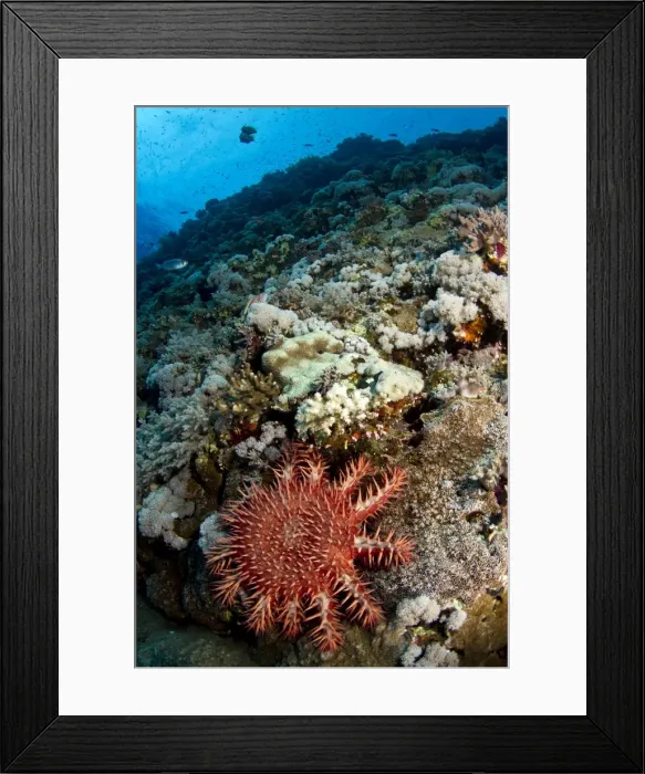 Framed Print : Picture No. 10890828 Framed Print : Picture No. 10890828