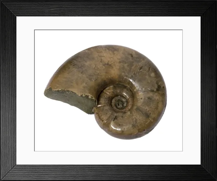 Framed Print : Picture No. 10891088