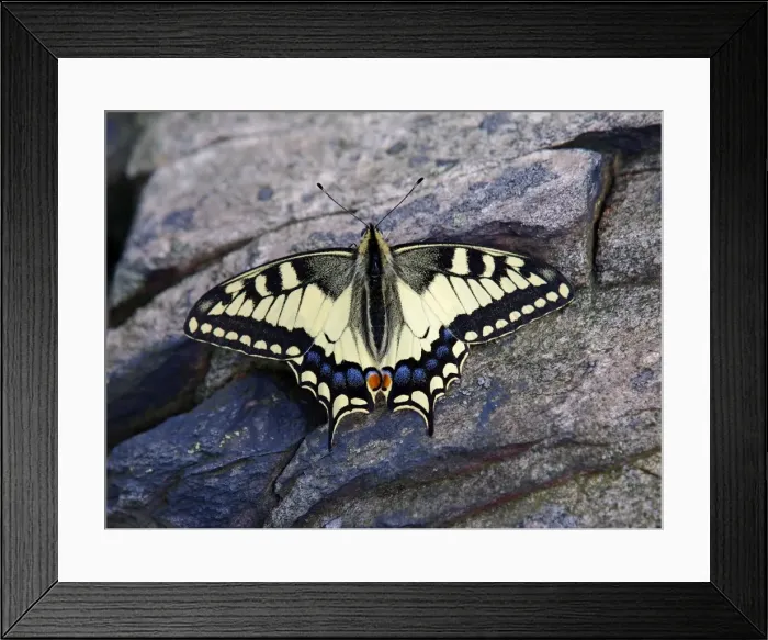 Framed Print : Picture No. 10891677 Framed Print : Picture No. 10891677