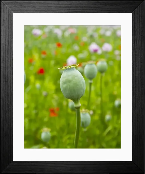 Framed Print : Picture No. 10891116 Framed Print : Picture No. 10891116