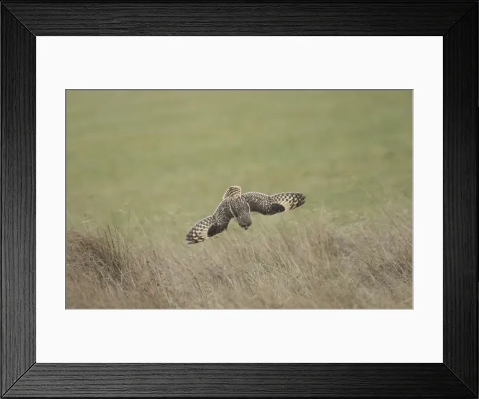 Framed Print : Picture No. 10891659 Framed Print : Picture No. 10891659
