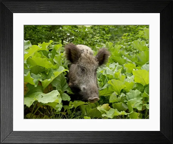 Framed Print : Picture No. 10891694