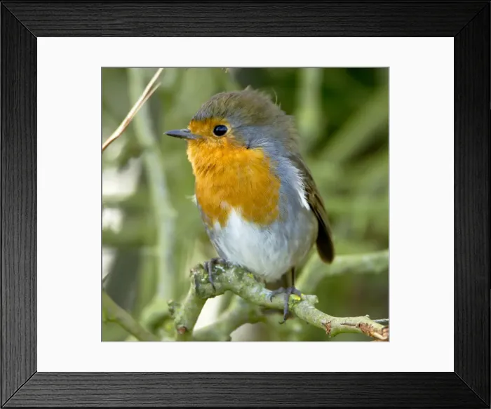 Framed Print : Picture No. 10891132
