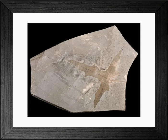 Framed Print : Picture No. 10891092 Framed Print : Picture No. 10891092