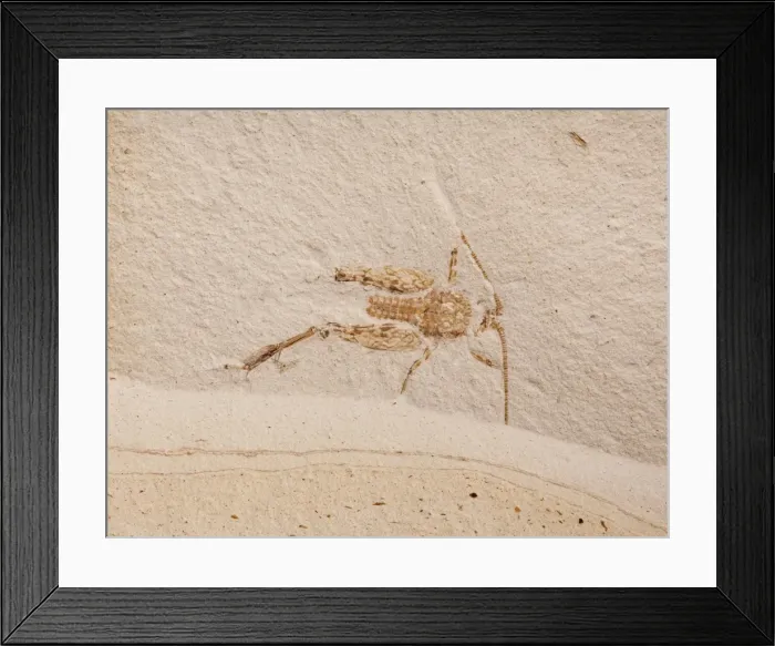 Framed Print : Picture No. 10891101 Framed Print : Picture No. 10891101