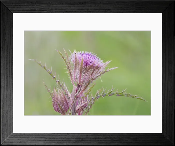 Framed Print : Picture No. 10892474 Framed Print : Picture No. 10892474