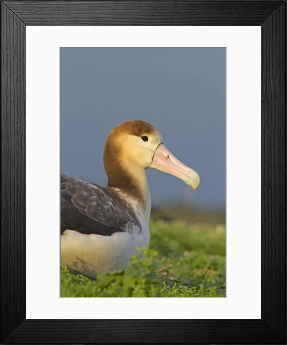 Framed Print : Picture No. 10891704 Framed Print : Picture No. 10891704