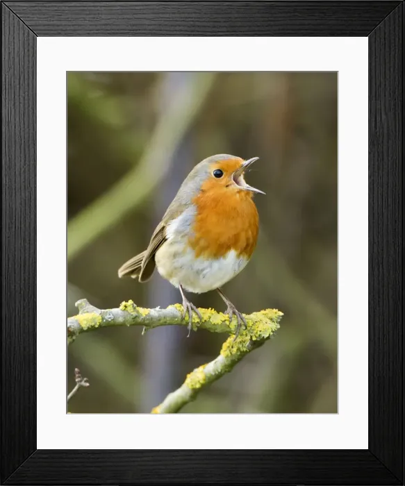 Framed Print : Picture No. 10891134 Framed Print : Picture No. 10891134