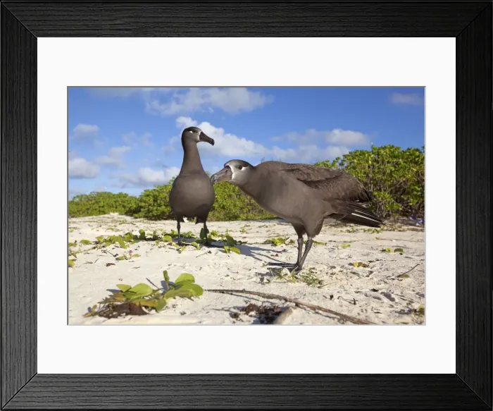 Framed Print : Picture No. 10891707 Framed Print : Picture No. 10891707