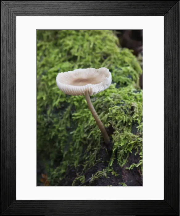 Framed Print : Picture No. 10892486 Framed Print : Picture No. 10892486