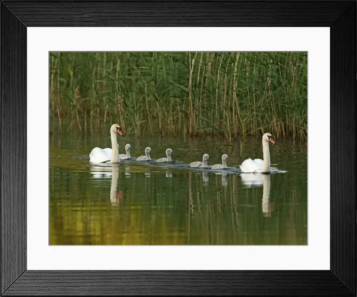 Framed Print : Picture No. 10891681 Framed Print : Picture No. 10891681