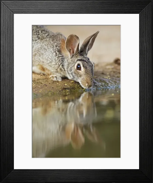 Framed Print : Picture No. 10892467 Framed Print : Picture No. 10892467