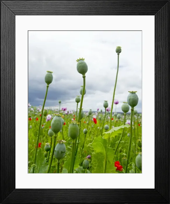 Framed Print : Picture No. 10891117 Framed Print : Picture No. 10891117