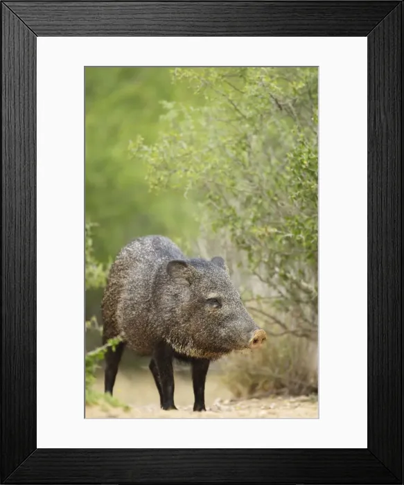 Framed Print : Picture No. 10892471 Framed Print : Picture No. 10892471