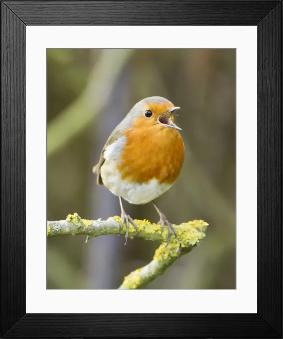 Framed Print : Picture No. 10891133 Framed Print : Picture No. 10891133
