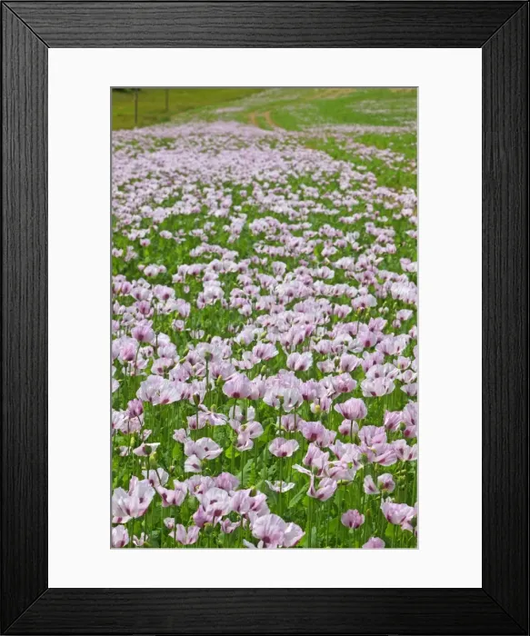 Framed Print : Picture No. 10891122 Framed Print : Picture No. 10891122