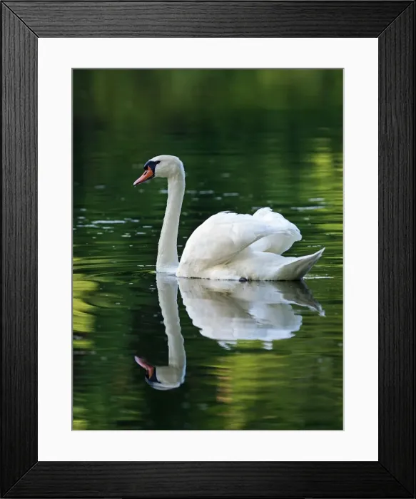 Framed Print : Picture No. 10891679 Framed Print : Picture No. 10891679