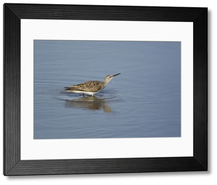 Framed Print : Picture No. 10892456 Framed Print : Picture No. 10892456