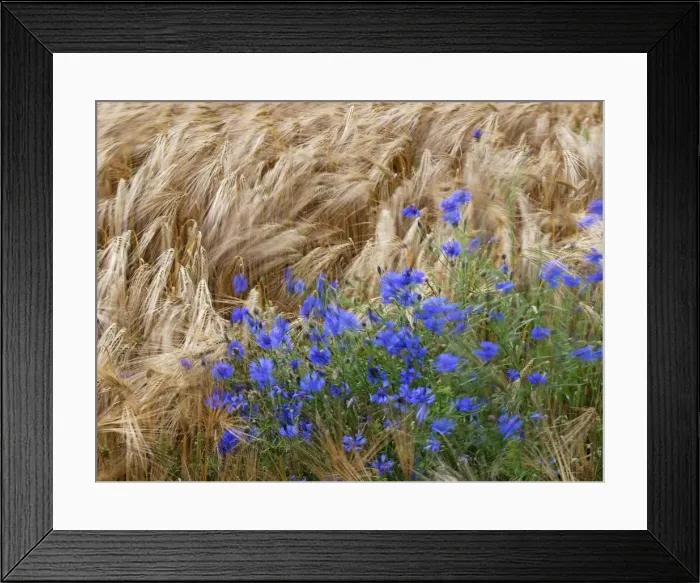 Framed Print : Picture No. 10891670 Framed Print : Picture No. 10891670