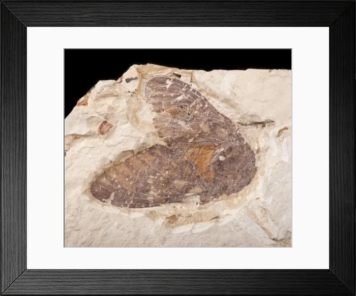 Framed Print : Picture No. 10891109 Framed Print : Picture No. 10891109