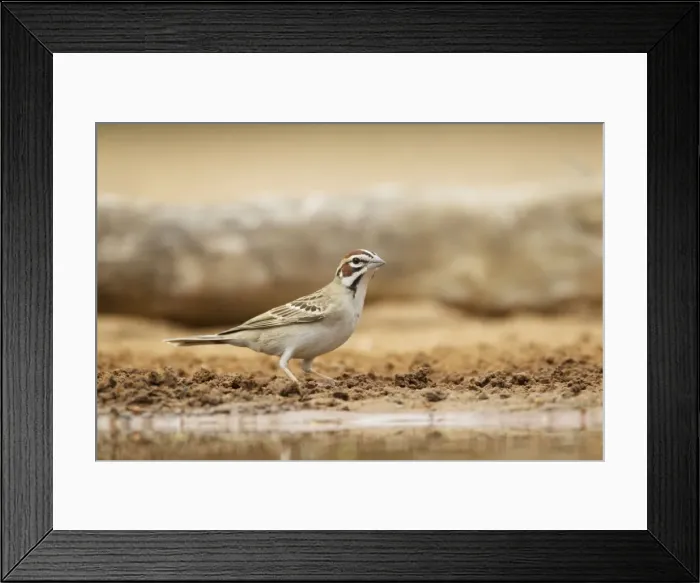 Framed Print : Picture No. 10892416 Framed Print : Picture No. 10892416