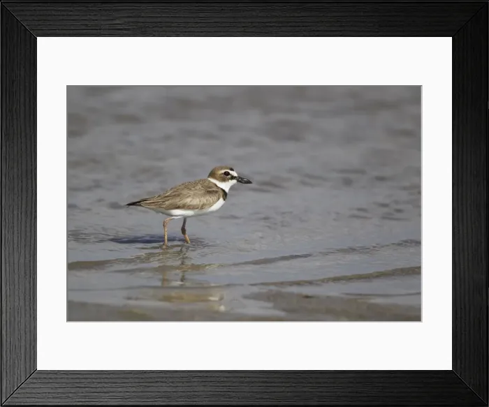 Framed Print : Picture No. 10892447 Framed Print : Picture No. 10892447