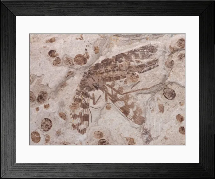 Framed Print : Picture No. 10891107 Framed Print : Picture No. 10891107